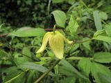 Clematis serratifolia