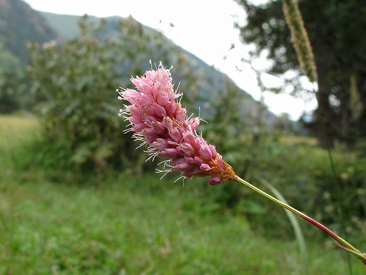 Изображение особи Bistorta carnea.