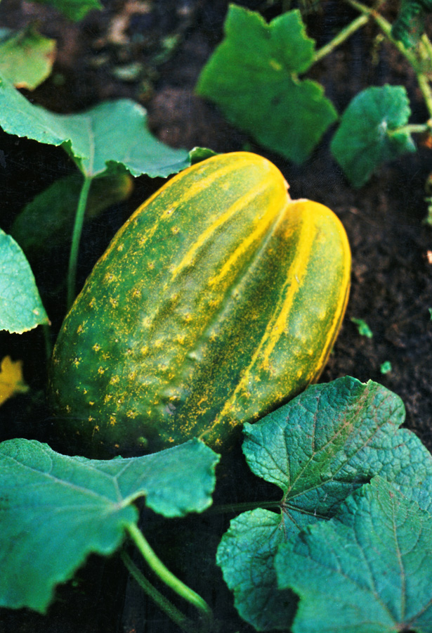 Изображение особи Cucumis sativus.