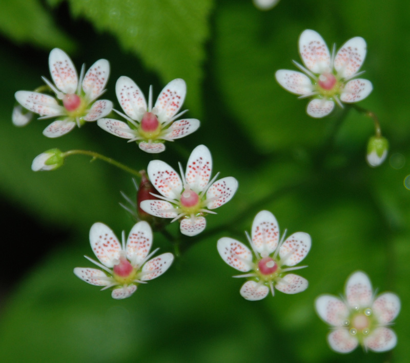 Image of Saxifraga rotundifolia specimen.