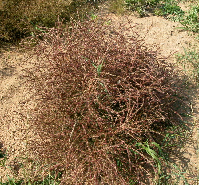 Изображение особи Salsola collina.