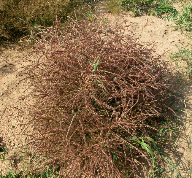 Image of Salsola collina specimen.