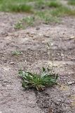 Plantago lanceolata. Зацветающее растение. Таджикистан, Гиссарский хр., ущелье Сингисафат. 29.04.2011.