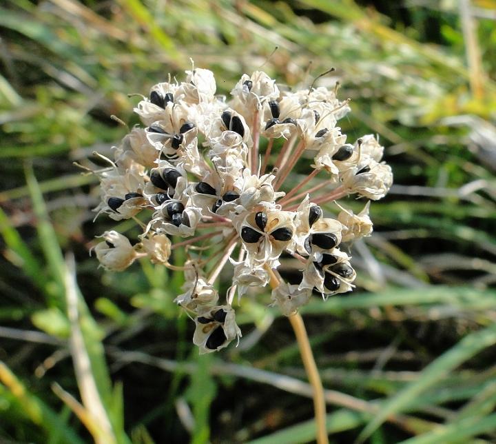 Изображение особи Allium lusitanicum.