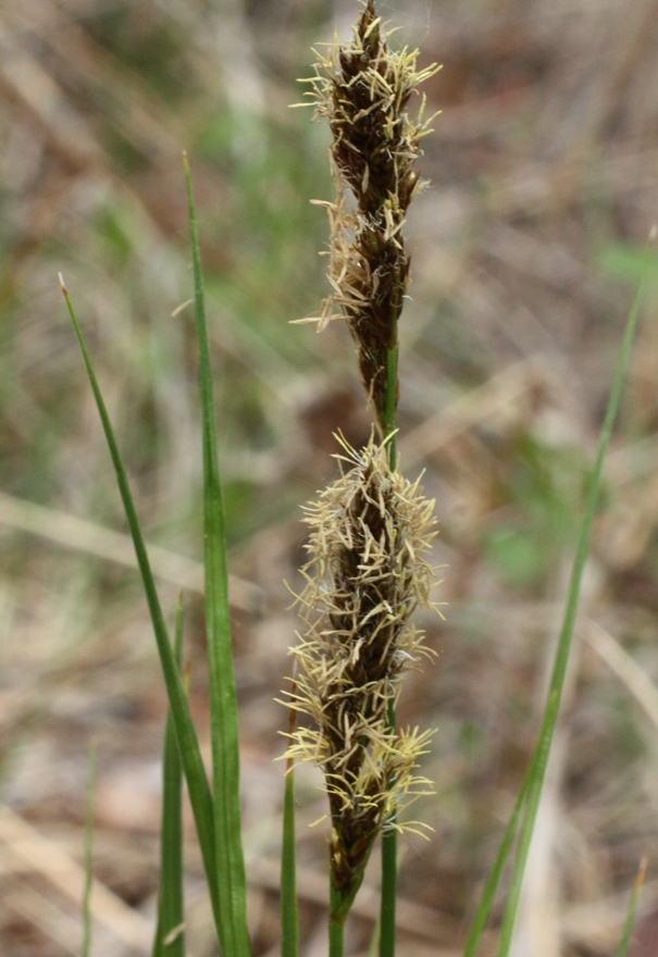 Изображение особи Carex appropinquata.