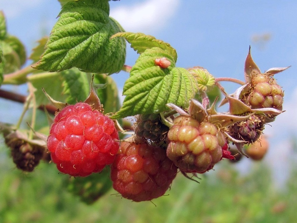 Image of Rubus idaeus specimen.