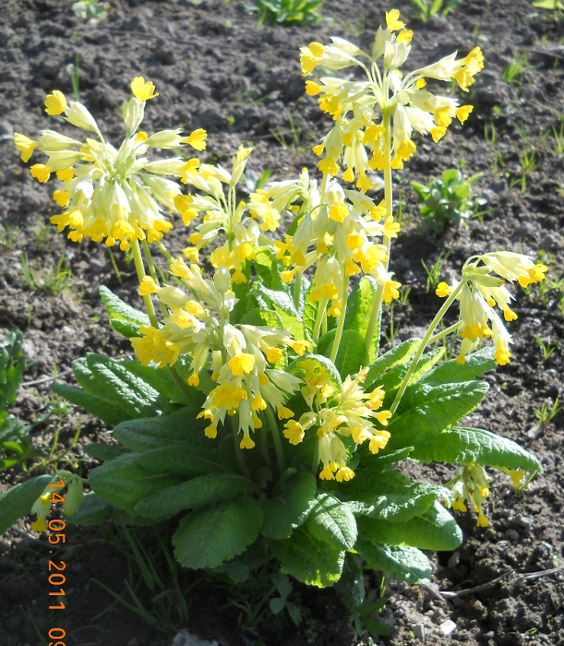 Image of Primula macrocalyx specimen.