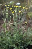 Tanacetum turlanicum. Верхушка цветущего растения. Южный Казахстан, Верхний Боролдай, ущ. Карасай, восточный гребень. 30.06.2011.