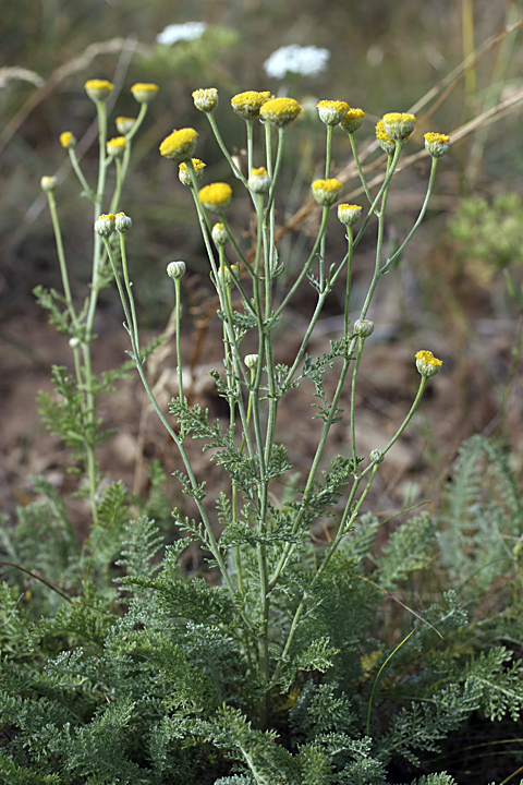 Изображение особи Tanacetum turlanicum.