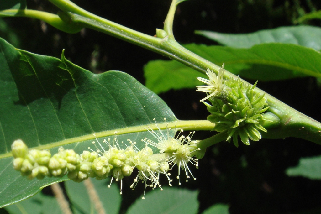 Image of Castanea sativa specimen.