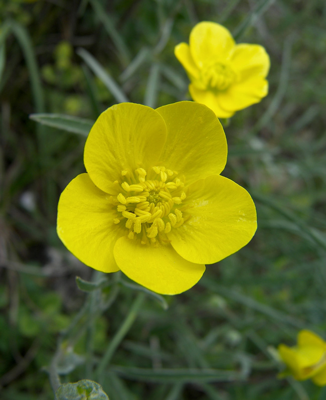 Изображение особи Ranunculus illyricus.