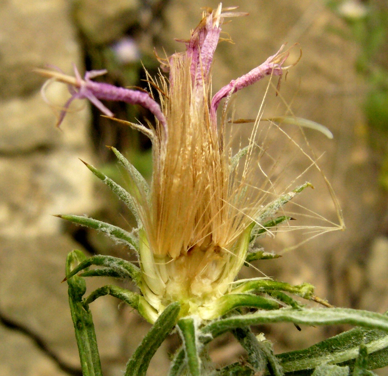 Image of Jurinea antonowii specimen.