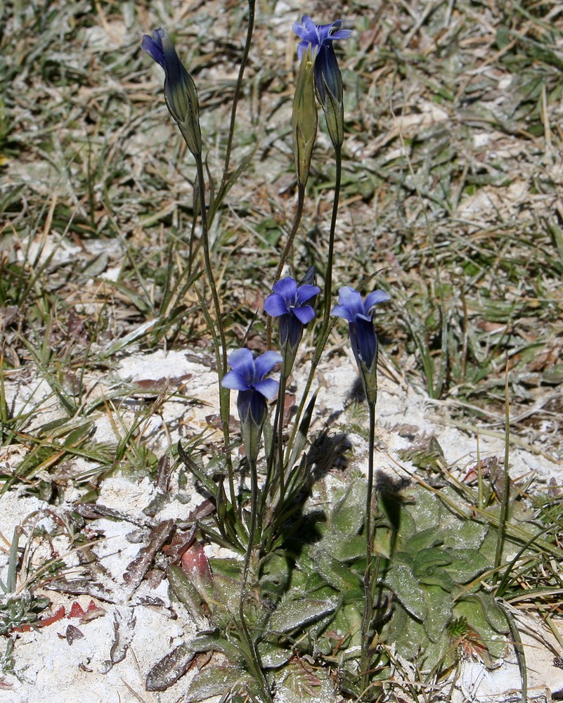 Изображение особи Gentianopsis vvedenskyi.
