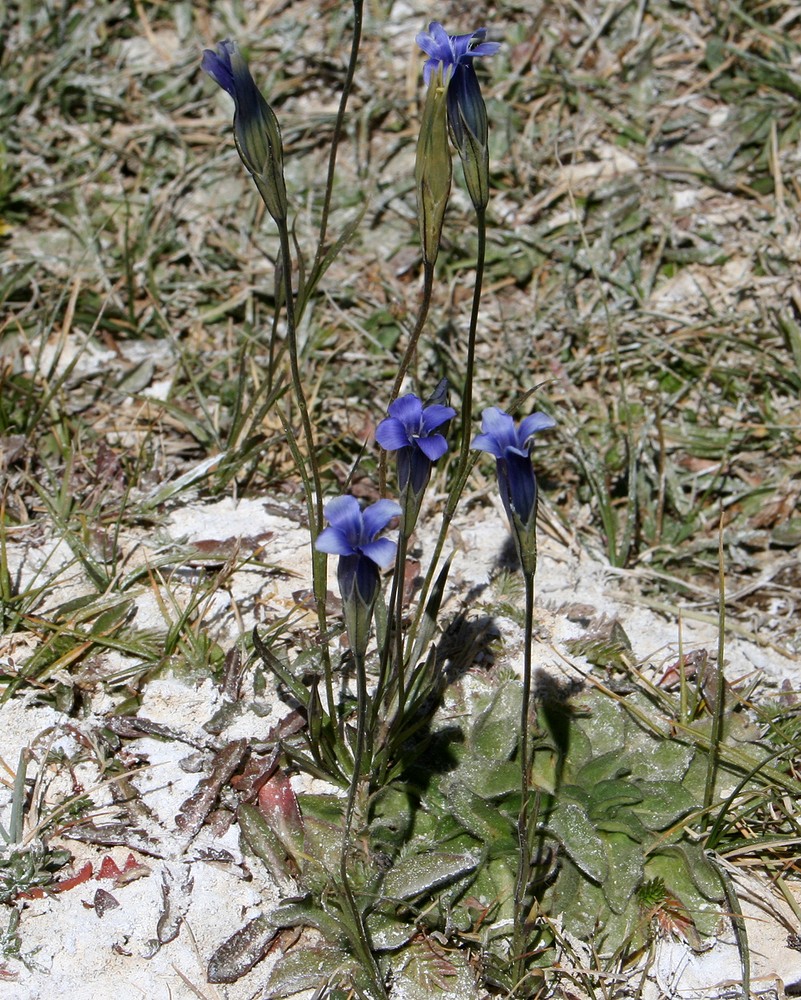 Image of Gentianopsis vvedenskyi specimen.