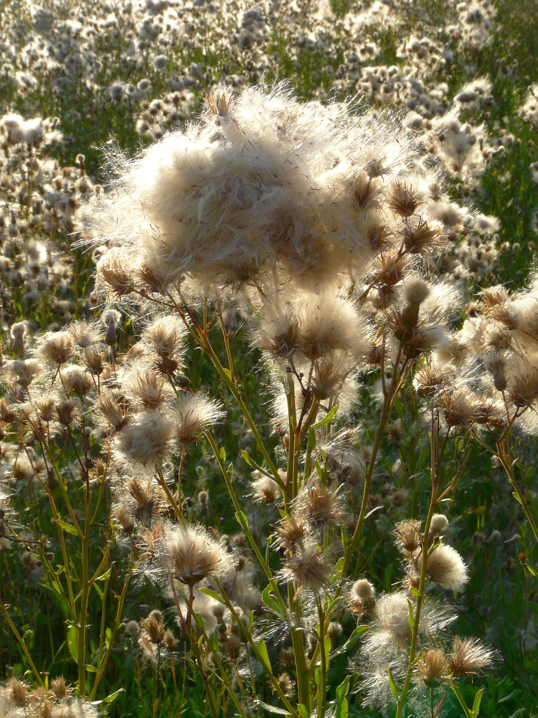 Image of Cirsium arvense specimen.