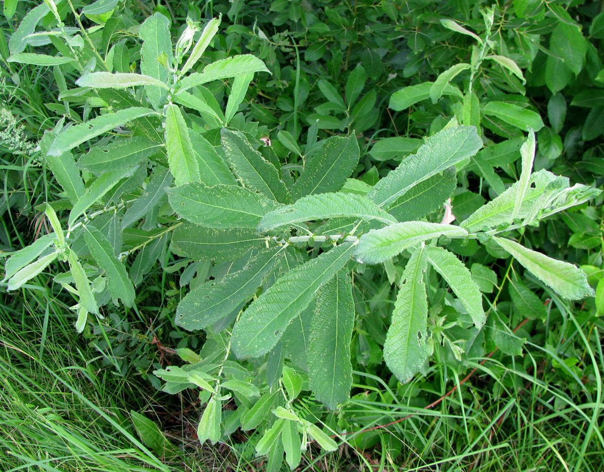 Image of genus Salix specimen.