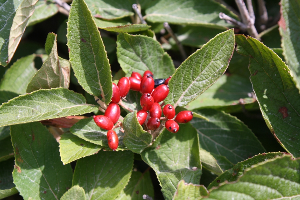 Image of Viburnum lantana specimen.