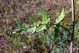 Pastinaca sylvestris