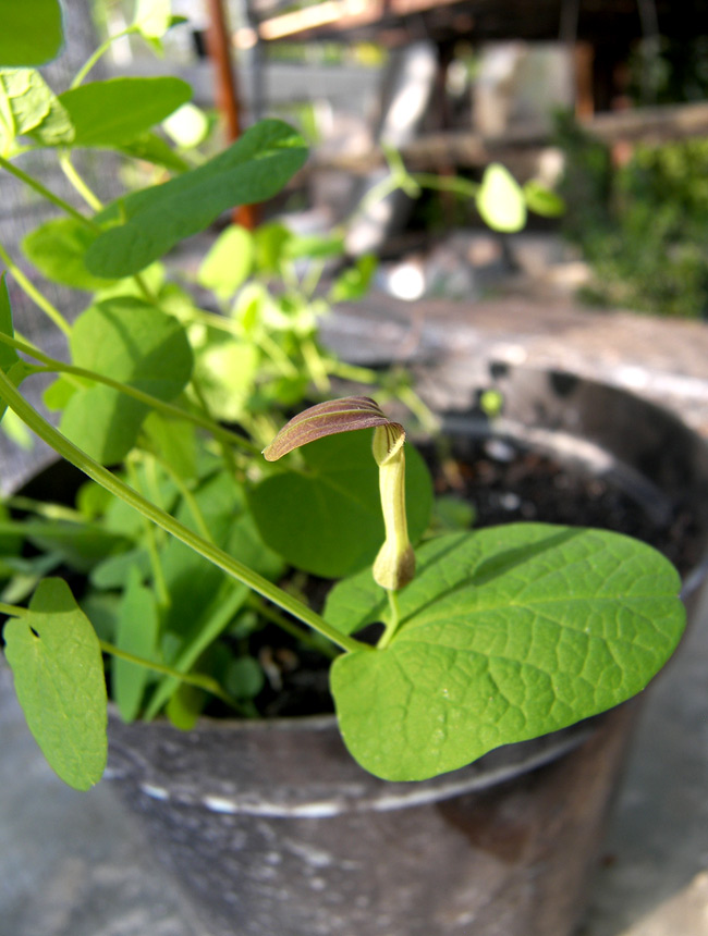 Изображение особи Aristolochia rotunda.