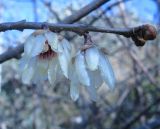 Chimonanthus praecox