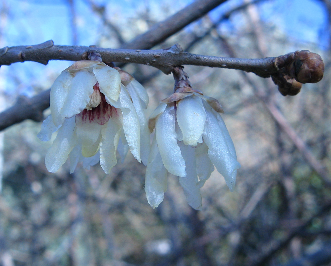 Изображение особи Chimonanthus praecox.