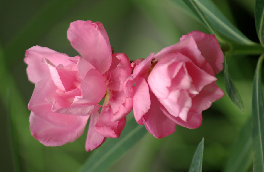 Image of Nerium oleander specimen.
