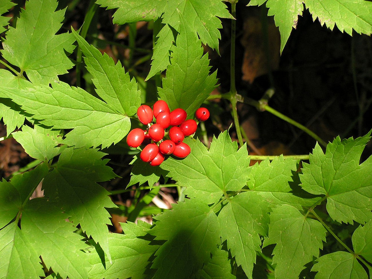 Изображение особи Actaea erythrocarpa.