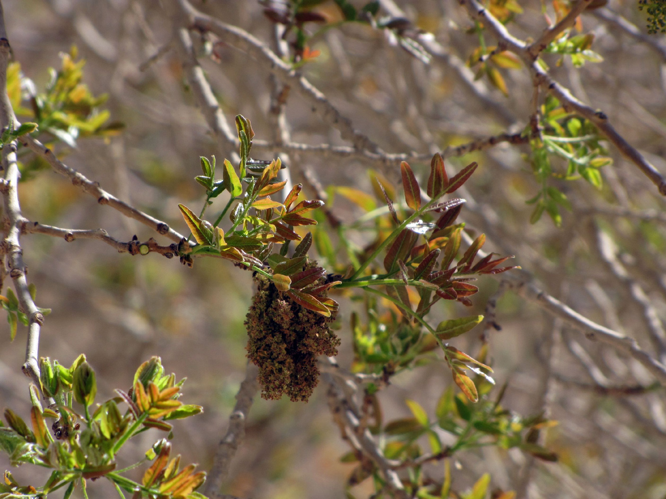 Image of Pistacia atlantica specimen.