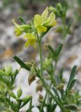 Medicago rupestris. Верхушка побега с соцветием. Крым, Симферополь, Марьино, степной склон. 9 мая 2012 г.