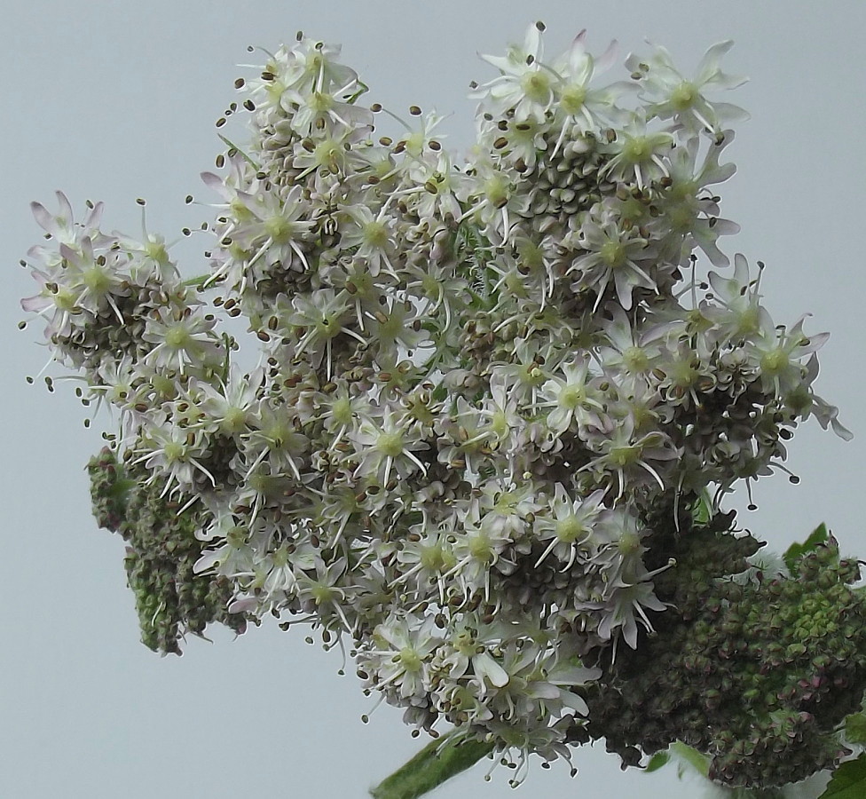 Image of Heracleum sphondylium specimen.