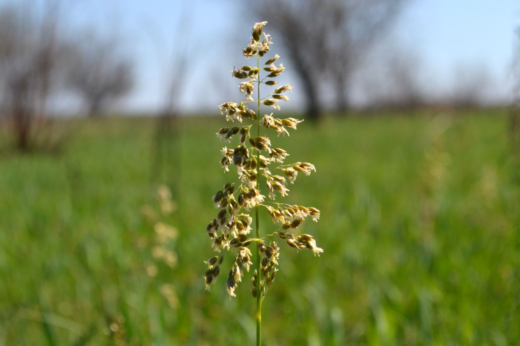 Изображение особи Hierochloe repens.