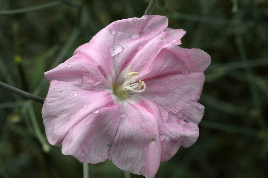 Image of Convolvulus subhirsutus specimen.