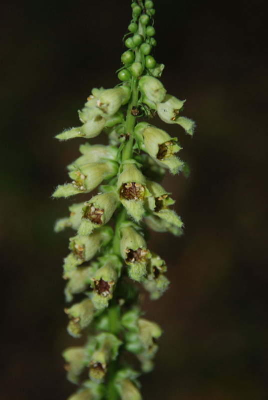 Image of Digitalis schischkinii specimen.