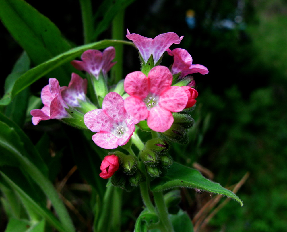 Image of Pulmonaria mollis specimen.