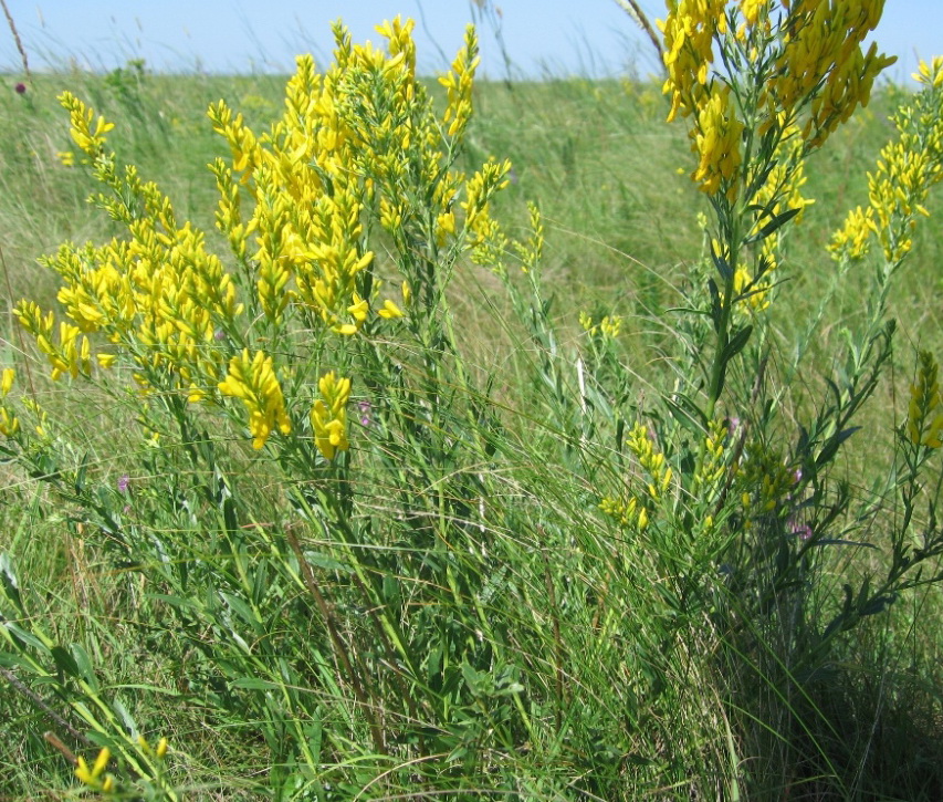 Изображение особи Genista patula.