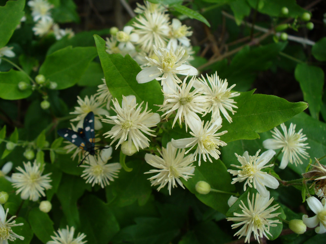 Image of Clematis vitalba specimen.