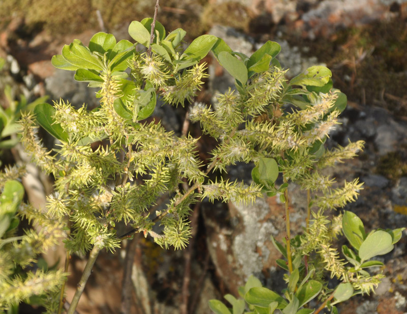 Image of Salix &times; ludificans specimen.