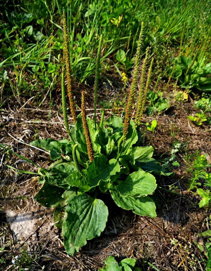 Изображение особи Plantago major.