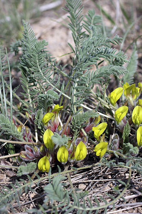 Изображение особи Astragalus atrovinosus.