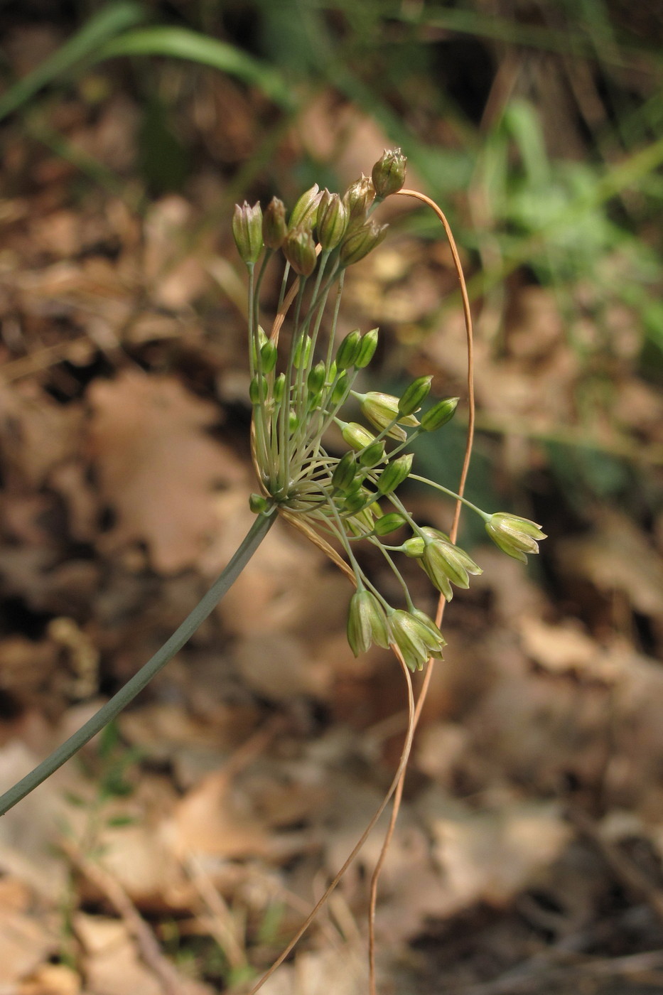 Изображение особи Allium paniculatum.