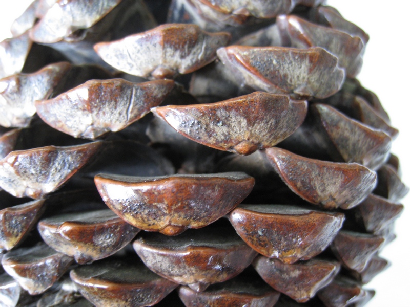 Image of Pinus pinaster specimen.