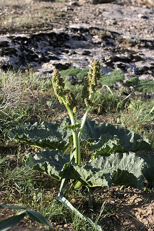 Image of Rheum cordatum specimen.