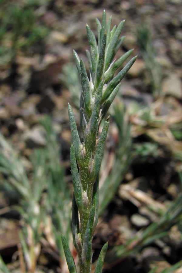 Image of Polycnemum majus specimen.