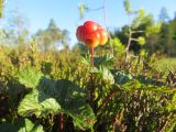 Rubus chamaemorus