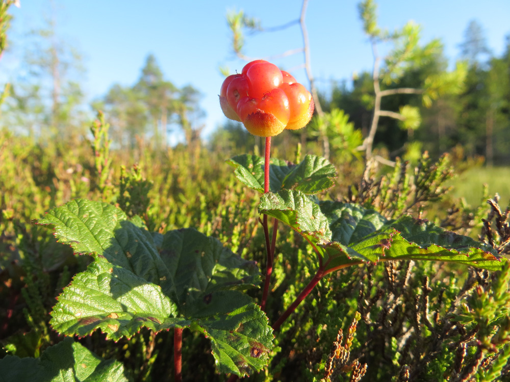 Изображение особи Rubus chamaemorus.