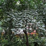 Ginkgo biloba