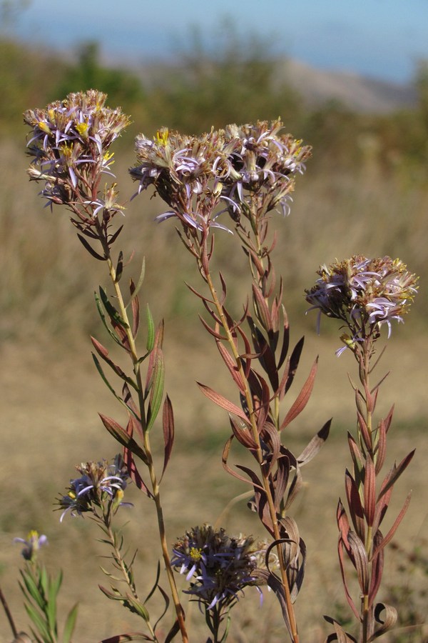 Image of Galatella dracunculoides specimen.