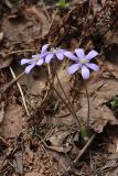 Hepatica nobilis. Цветущие растения. Карельский перешеек, окр. Сертолово. 07.05.2009.