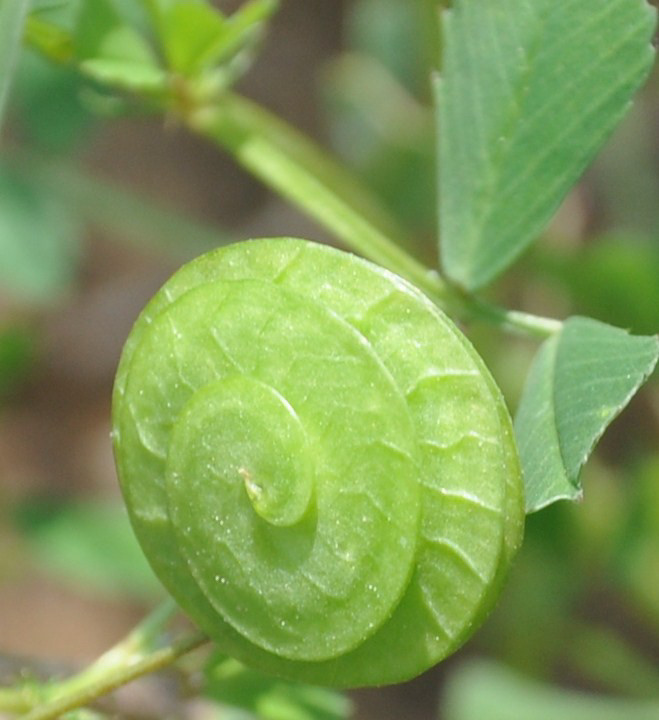 Изображение особи Medicago orbicularis.