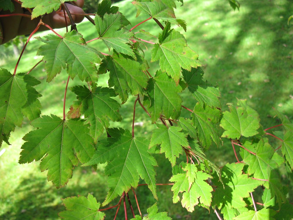 Image of Acer micranthum specimen.